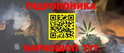 шишки Изобильный